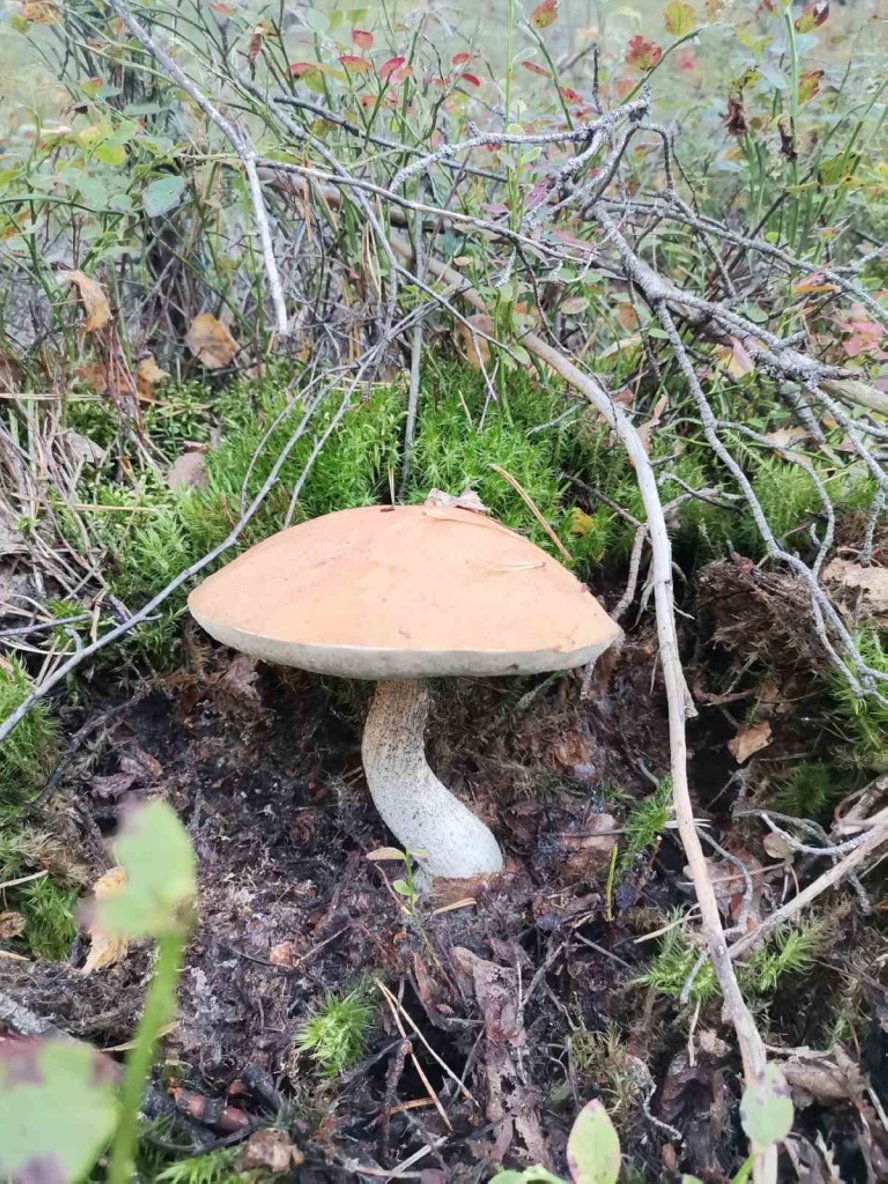 Волнушки, подосиновики, боровики. Тихая охота в Барановичском районе