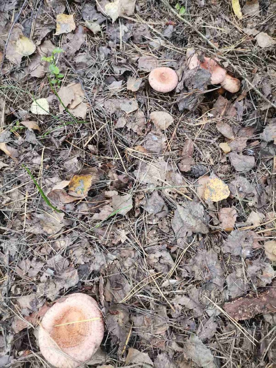 Волнушки, подосиновики, боровики. Тихая охота в Барановичском районе