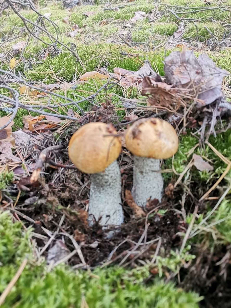 Волнушки, подосиновики, боровики. Тихая охота в Барановичском районе