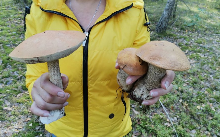 Волнушки, подосиновики, боровики. Тихая охота в Барановичском районе