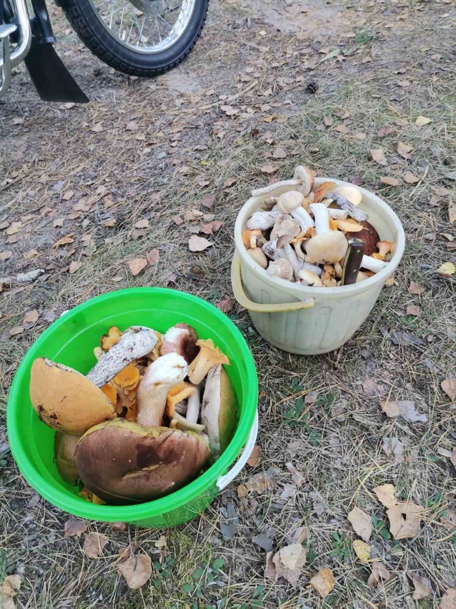 Волнушки, подосиновики, боровики. Тихая охота в Барановичском районе