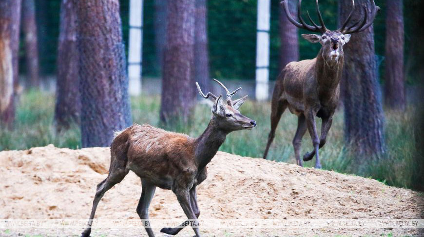 Туристов позвали послушать музыку осенней Беловежской пущи. Как это было