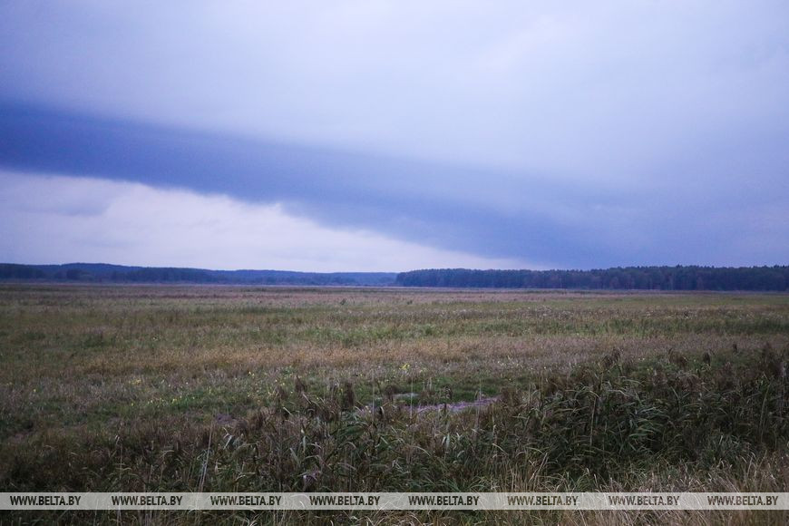 Туристов позвали послушать музыку осенней Беловежской пущи. Как это было