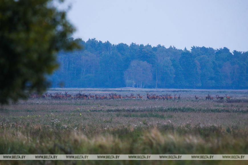 Туристов позвали послушать музыку осенней Беловежской пущи. Как это было