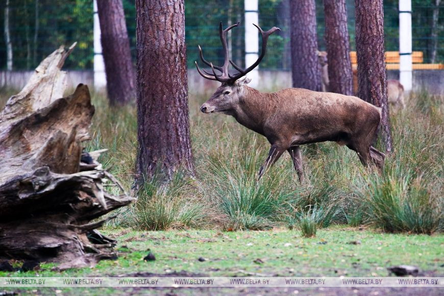 Туристов позвали послушать музыку осенней Беловежской пущи. Как это было