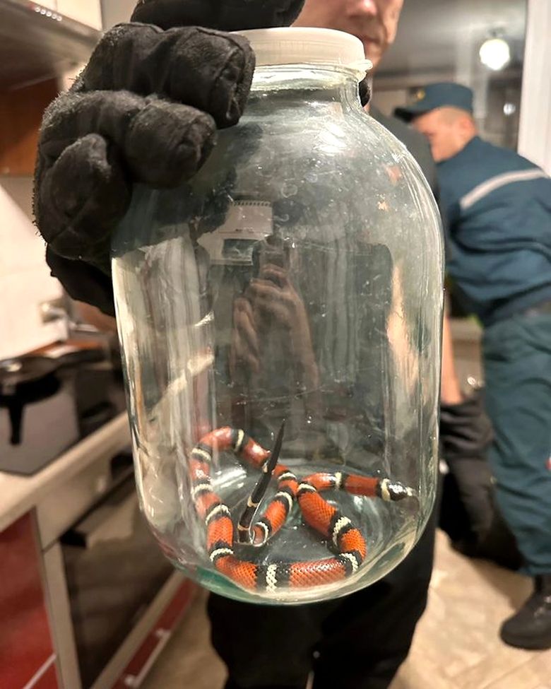 В Гомеле экзотическая змея заползла в квартиру на девятом этаже