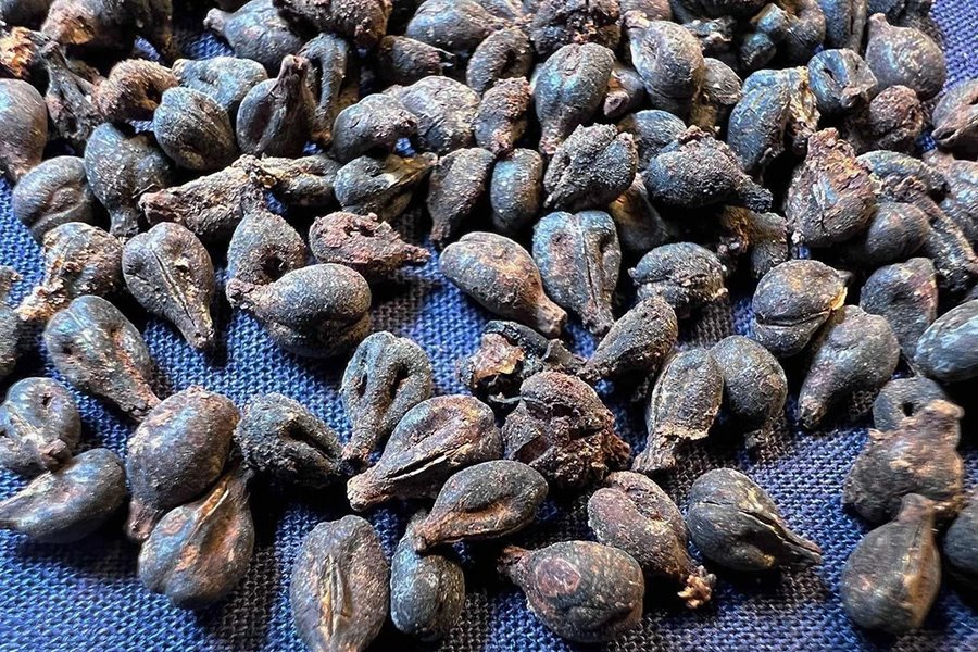 В Египте обнаружили кувшины с вином 5000-летней выдержки