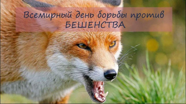 Всемирный день борьбы против бешенства