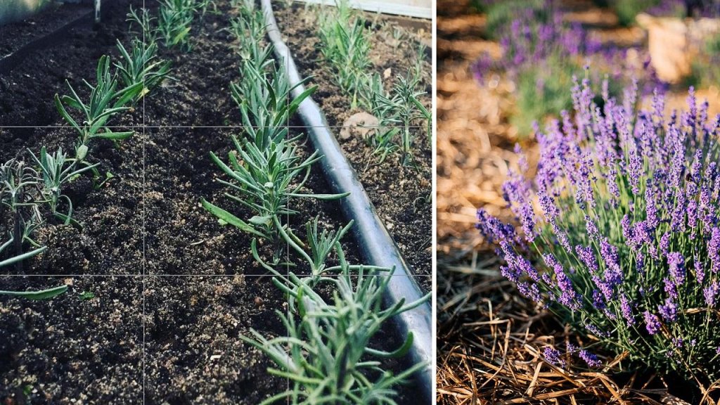 «До сих пор говорят: лучше бы картошку посадила». Как белоруска создала бизнес, выращивая лаванду