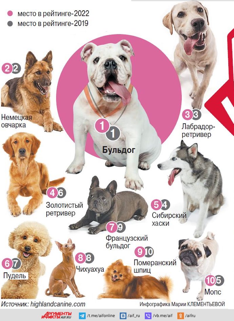 Топ-10 самых популярных пород собак в мире. Инфографика
