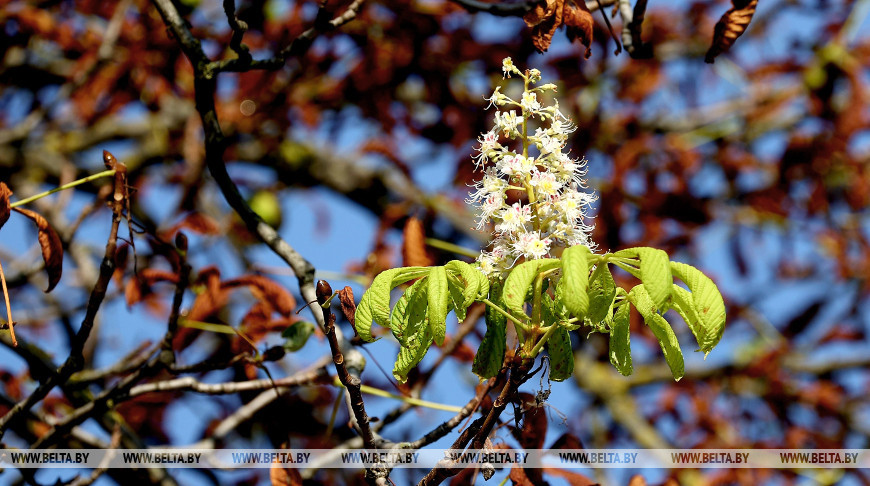 В Жабинковском районе зацвели каштаны