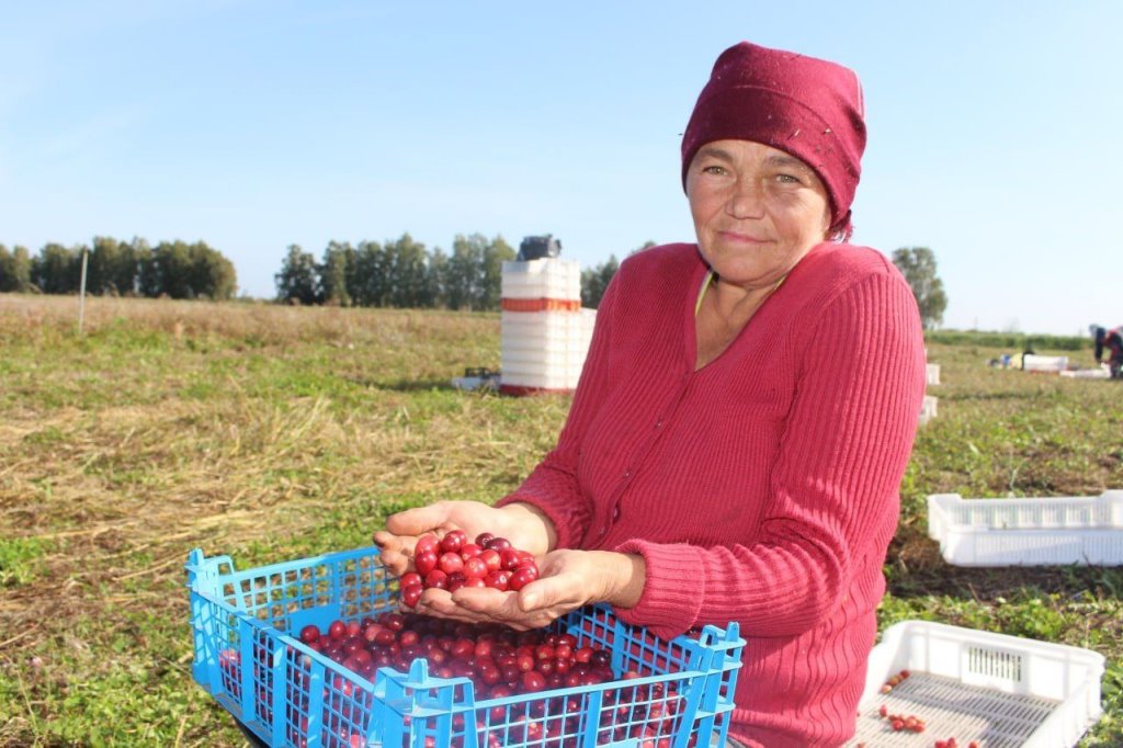 Смотрите, как на Брестчине собирают клюкву