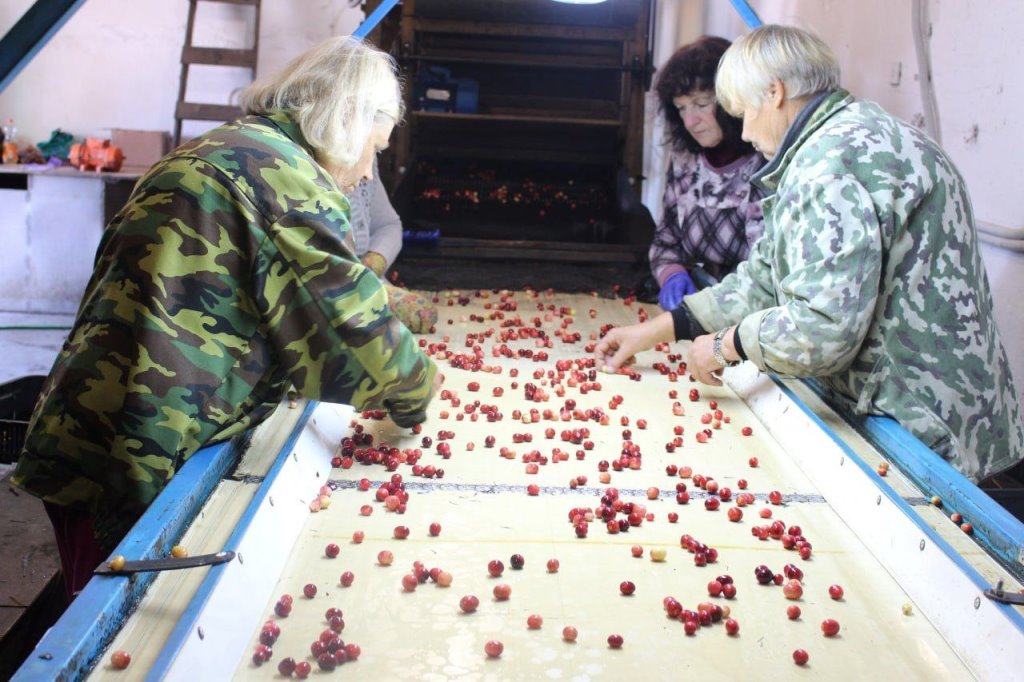 Смотрите, как на Брестчине собирают клюкву