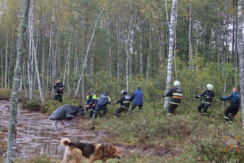 В Беларуси спасли 14 провалившихся в болото коров