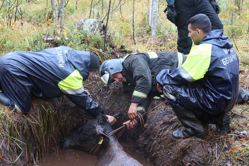 В Беларуси спасли 14 провалившихся в болото коров