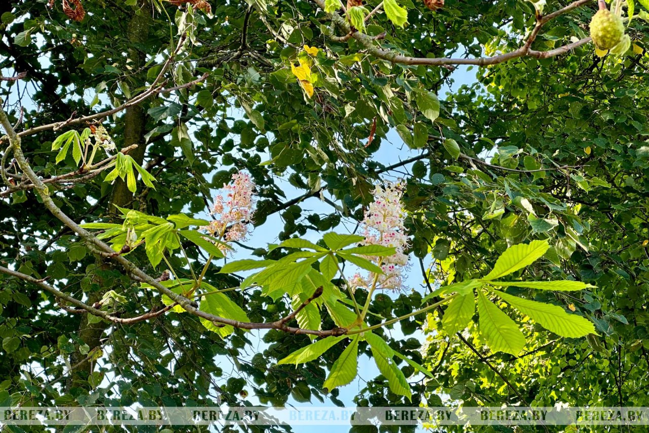 В Березе повторно зацвели каштаны. Фотофакт