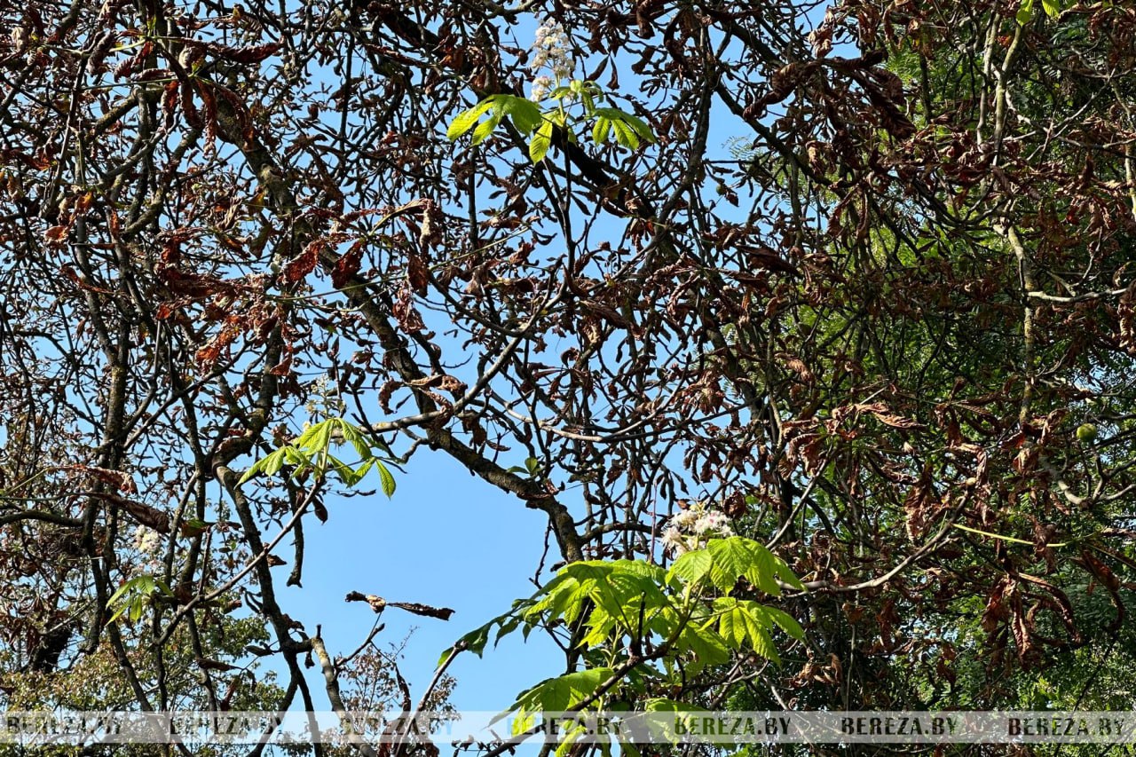 В Березе повторно зацвели каштаны. Фотофакт