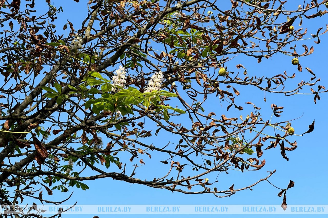 В Березе повторно зацвели каштаны. Фотофакт
