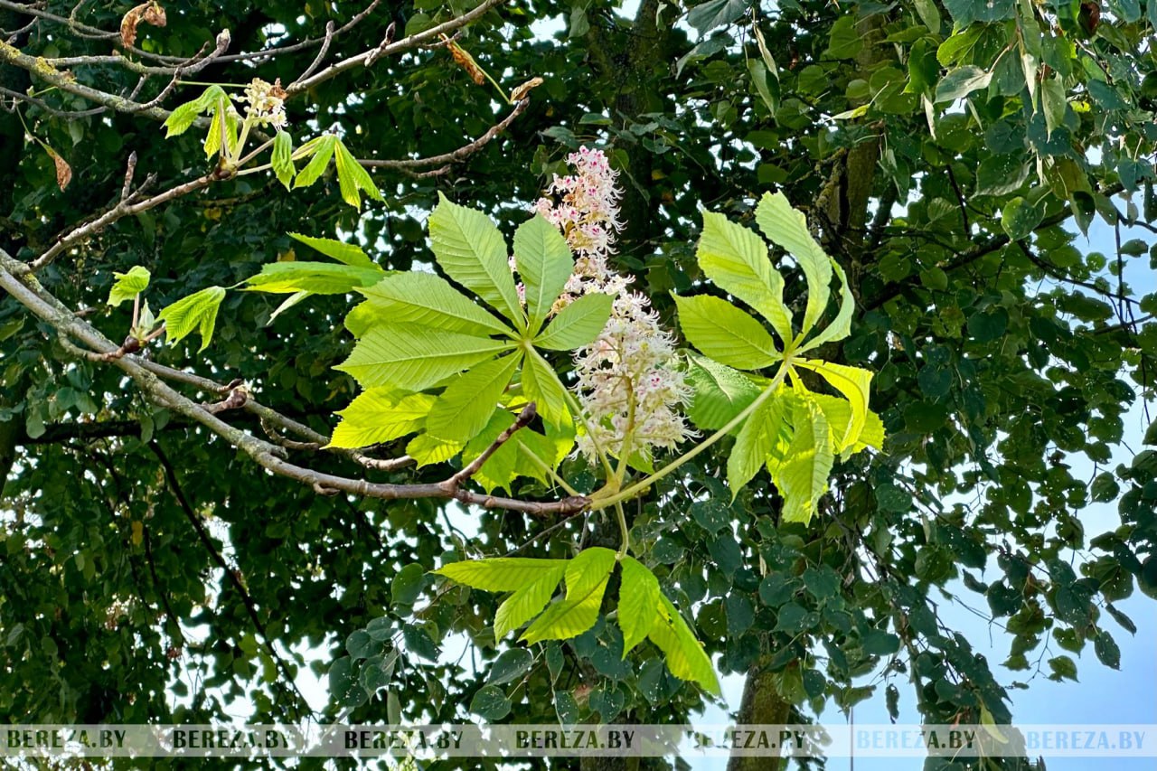 В Березе повторно зацвели каштаны. Фотофакт