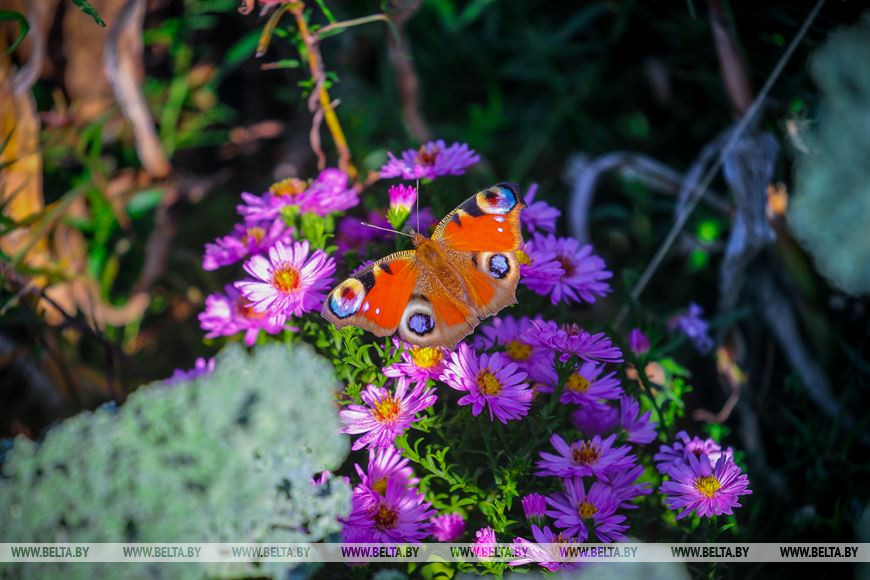 Как брестчанин к 21 году исполнил мечту о собственном парке цветов