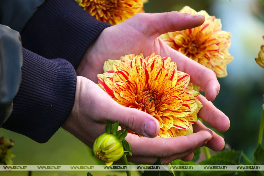 Как брестчанин к 21 году исполнил мечту о собственном парке цветов
