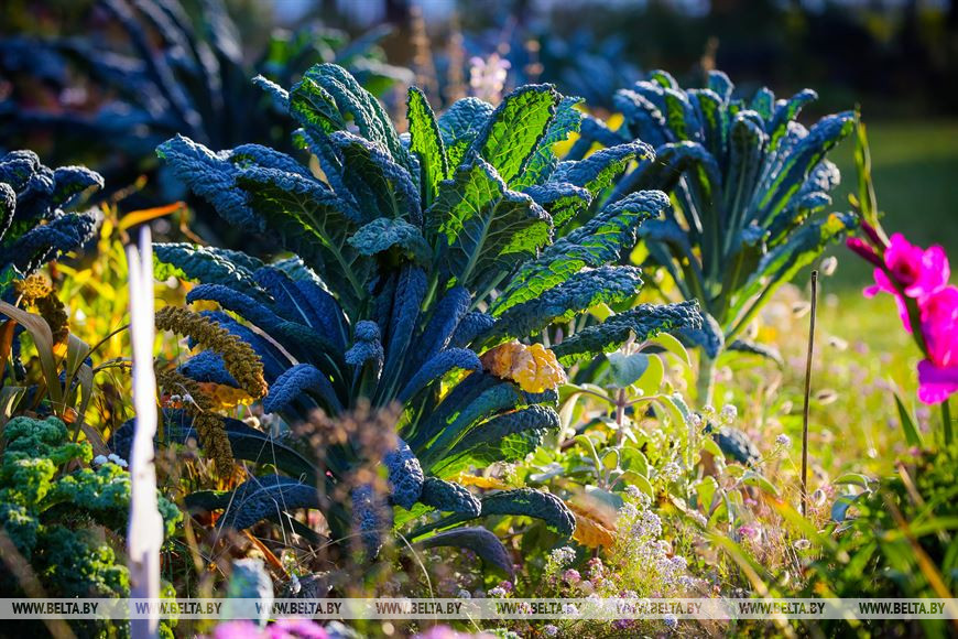 Как брестчанин к 21 году исполнил мечту о собственном парке цветов