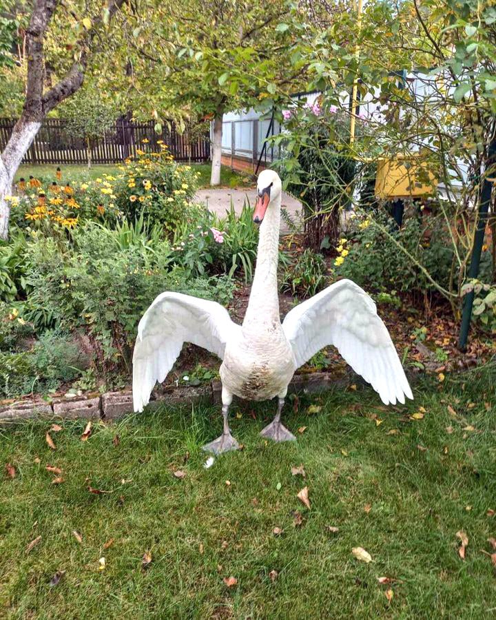 В Пинском районе спасли двух лебедей