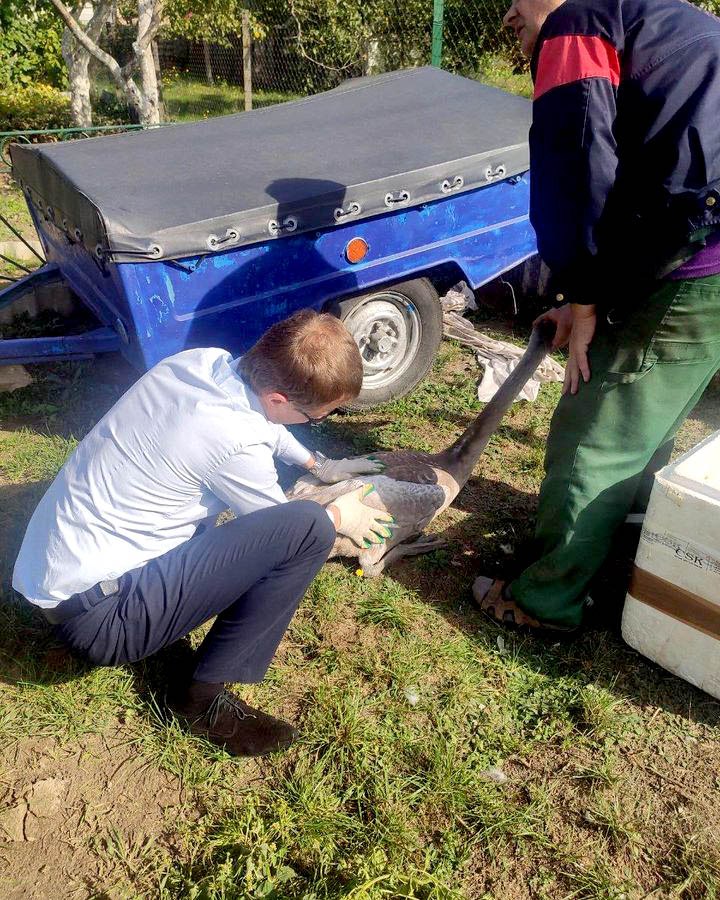 В Пинском районе спасли двух лебедей