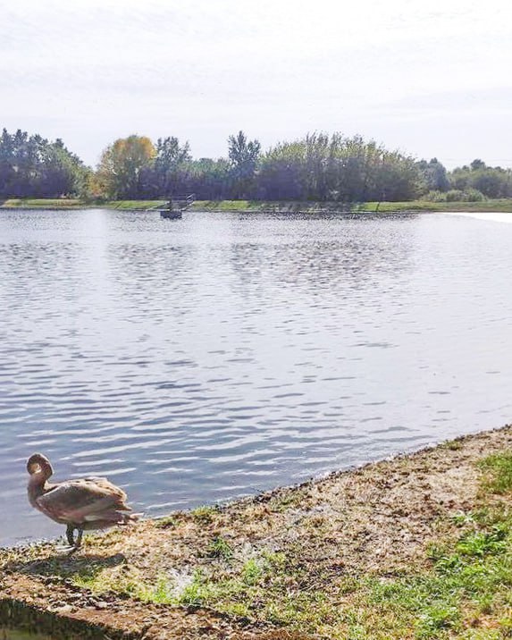 В Пинском районе спасли двух лебедей