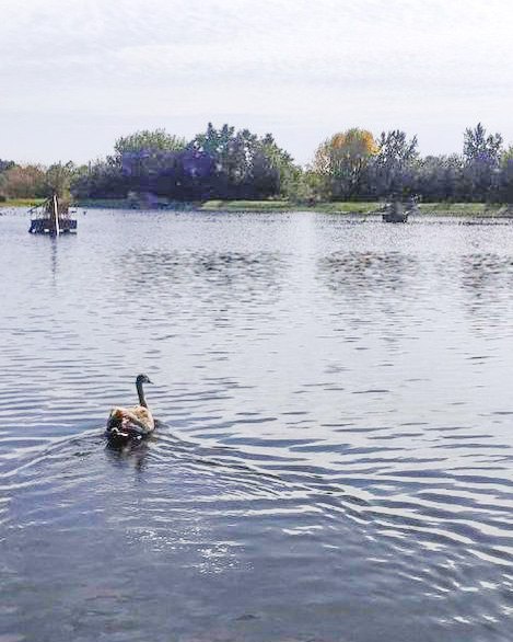 В Пинском районе спасли двух лебедей