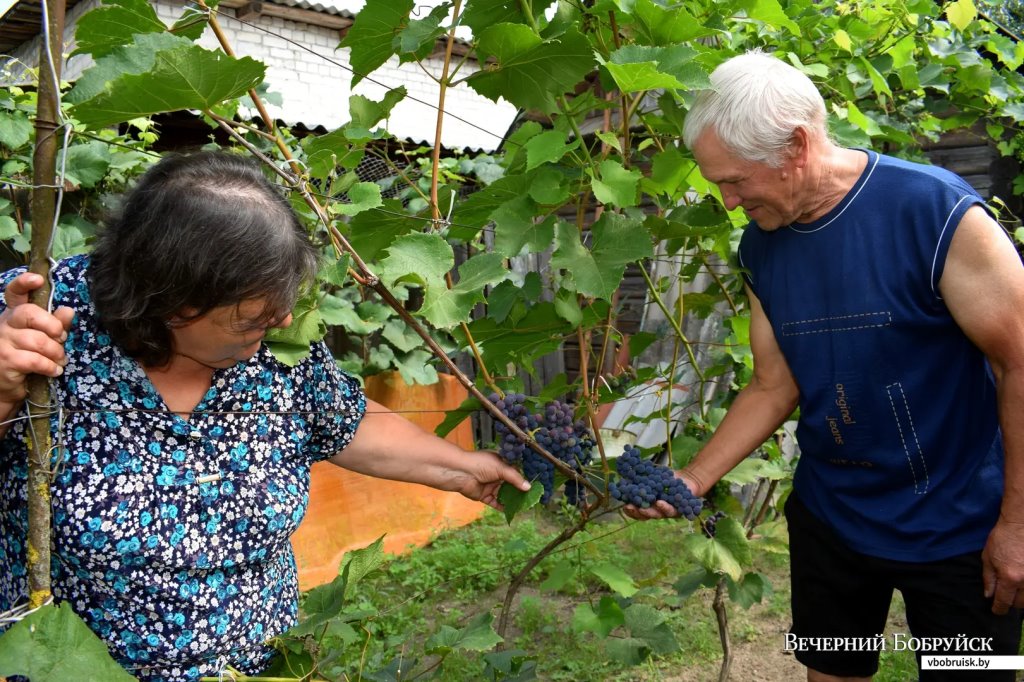 «Лисичек сдавали на 800 рублей, черники – на 1000, корзин продали на 3 тысячи». Как семья подрабатывает на дарах природы