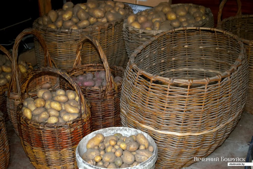 «Лисичек сдавали на 800 рублей, черники – на 1000, корзин продали на 3 тысячи». Как семья подрабатывает на дарах природы