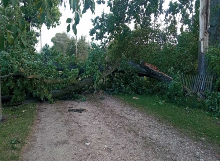 В Брестской области сильный ветер валил деревья и пролеты железобетонных заборов. Сколько автомобилей пострадало?