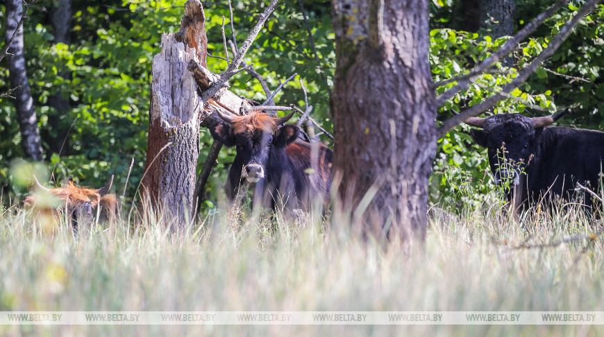 Как обживаются туры на болотах биологического заказника в Брестской области. Репортаж