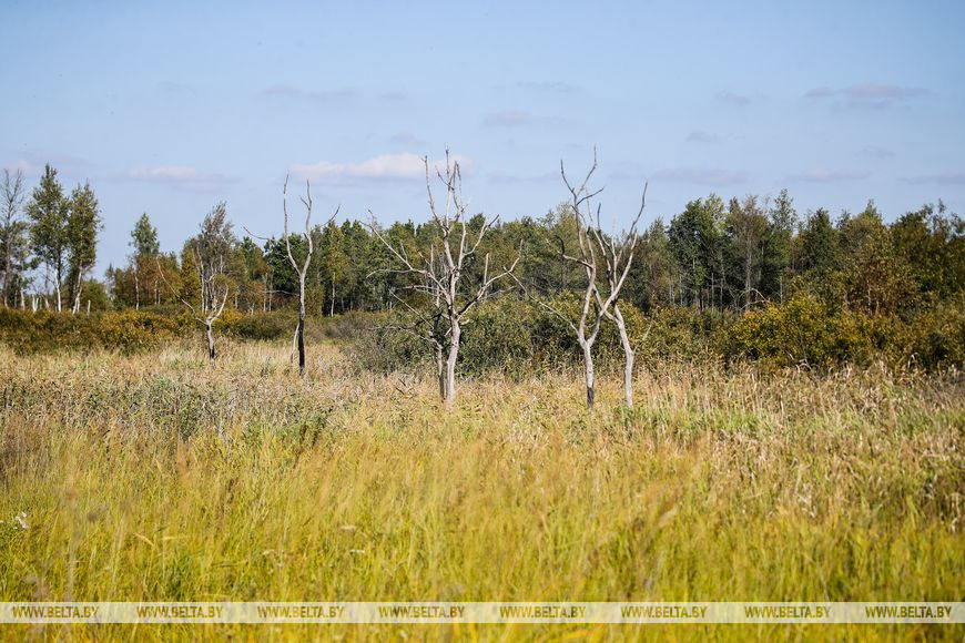 Как обживаются туры на болотах биологического заказника в Брестской области. Репортаж