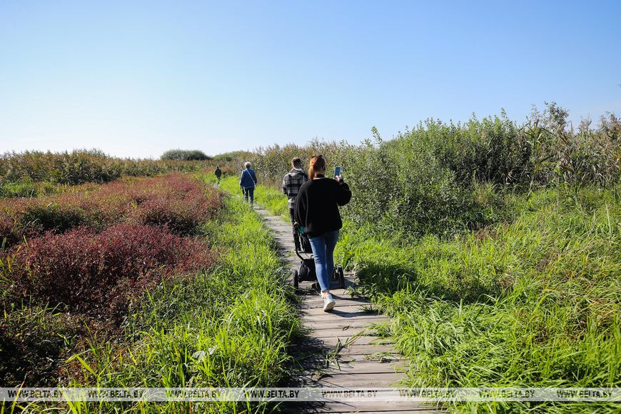 Как обживаются туры на болотах биологического заказника в Брестской области. Репортаж