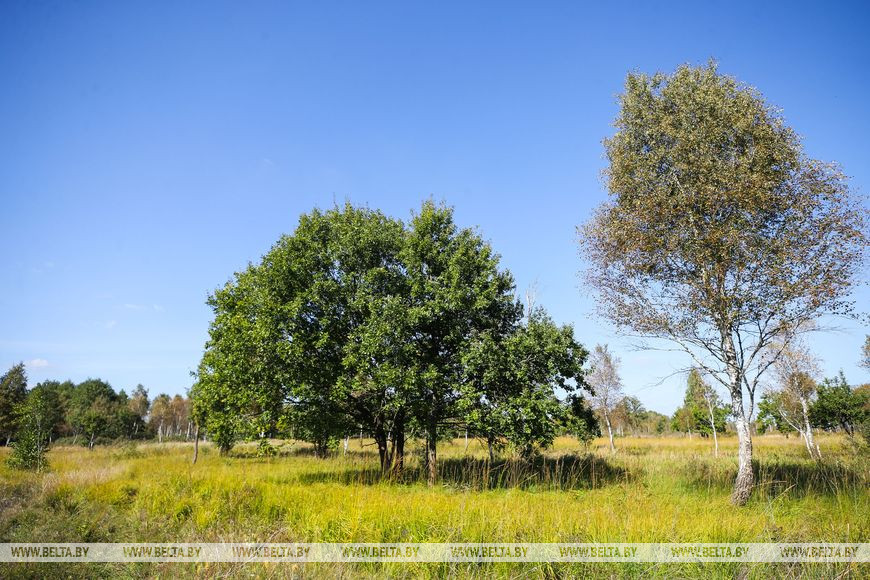 Как обживаются туры на болотах биологического заказника в Брестской области. Репортаж