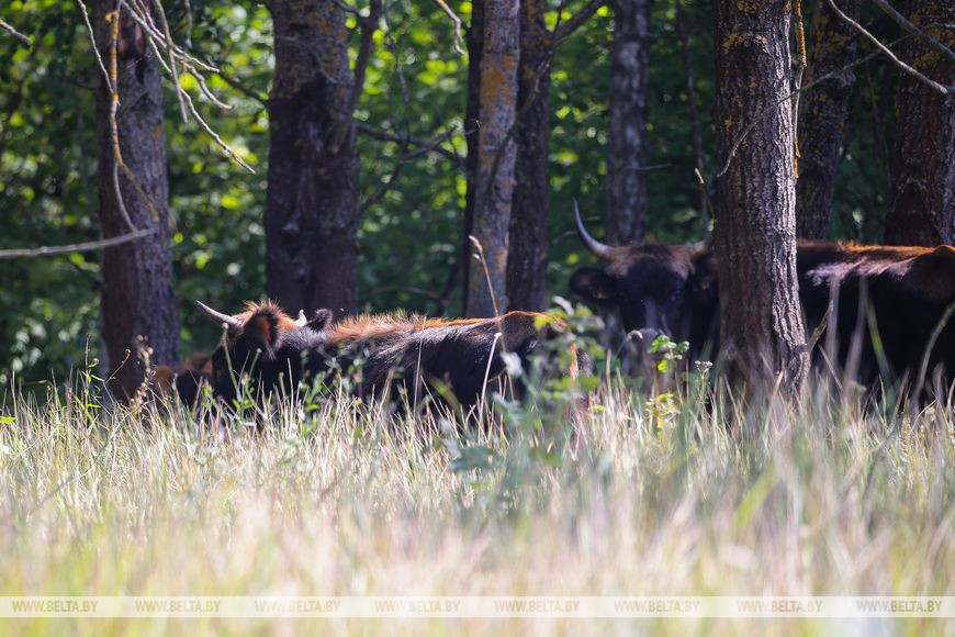 Как обживаются туры на болотах биологического заказника в Брестской области. Репортаж