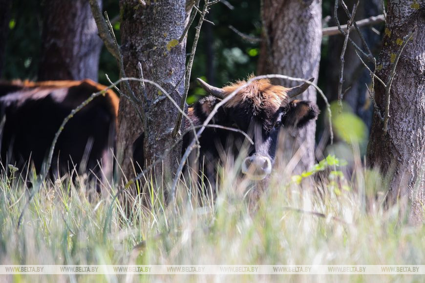 Как обживаются туры на болотах биологического заказника в Брестской области. Репортаж