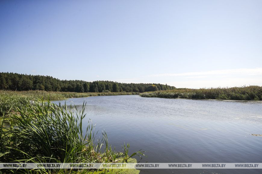 Как обживаются туры на болотах биологического заказника в Брестской области. Репортаж