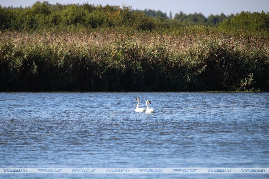 Как обживаются туры на болотах биологического заказника в Брестской области. Репортаж