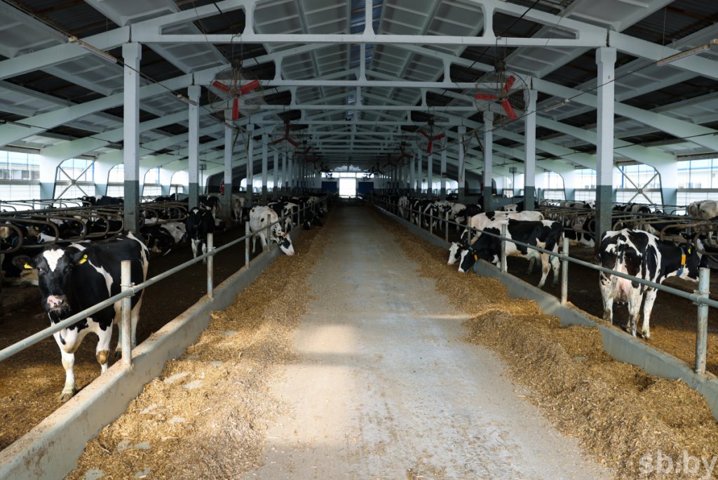 1350 голов дойного стада и 37 тонн молока в сутки - как работает самая крупная ферма в Каменецком районе