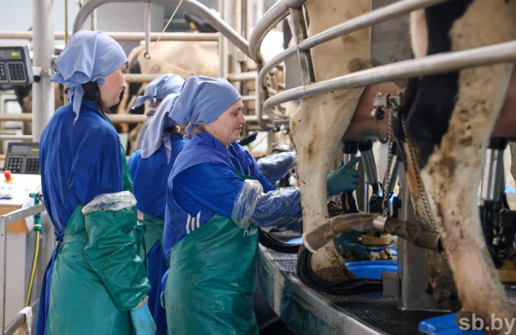 1350 голов дойного стада и 37 тонн молока в сутки - как работает самая крупная ферма в Каменецком районе