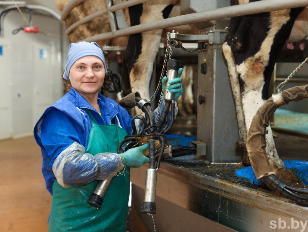 1350 голов дойного стада и 37 тонн молока в сутки - как работает самая крупная ферма в Каменецком районе