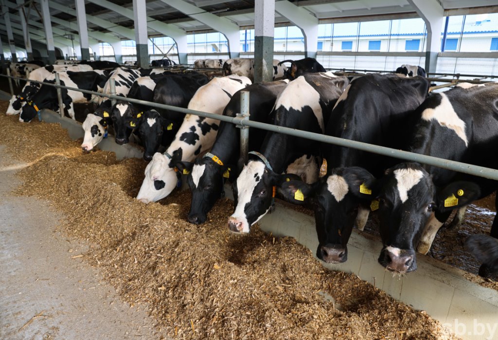 1350 голов дойного стада и 37 тонн молока в сутки - как работает самая крупная ферма в Каменецком районе
