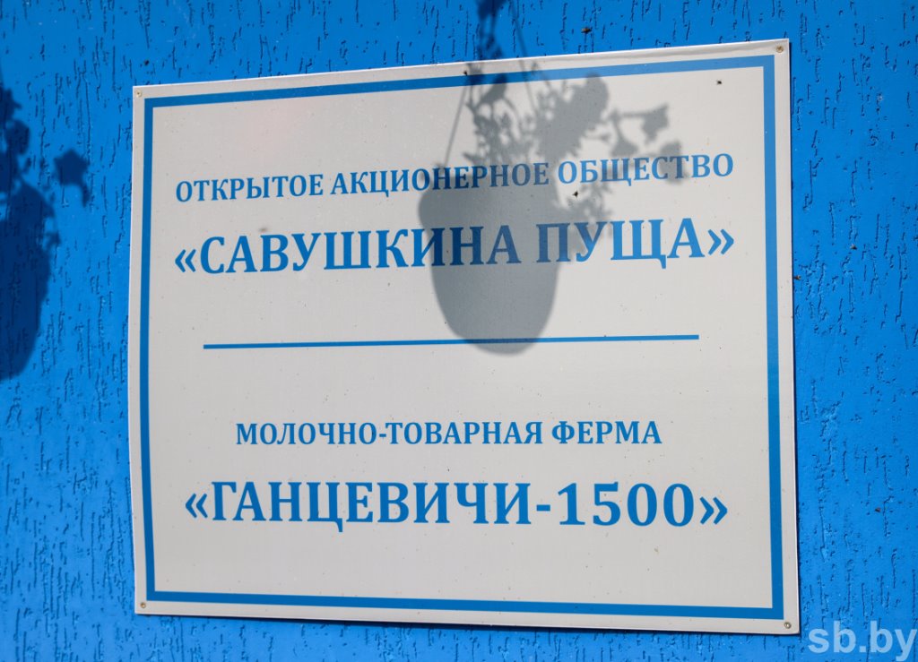 1350 голов дойного стада и 37 тонн молока в сутки - как работает самая крупная ферма в Каменецком районе