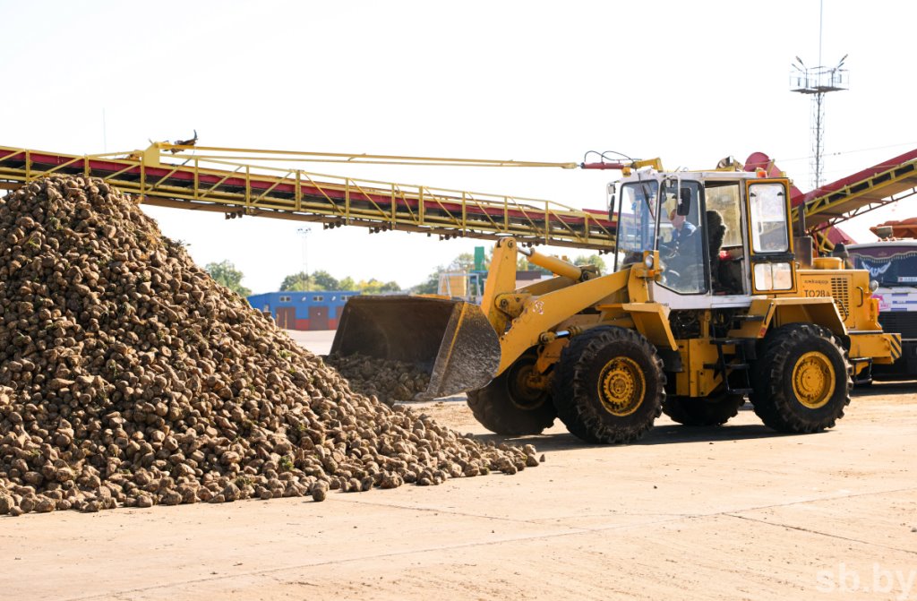 В Брестской области накопано 370 тысяч тонн сахарной свеклы