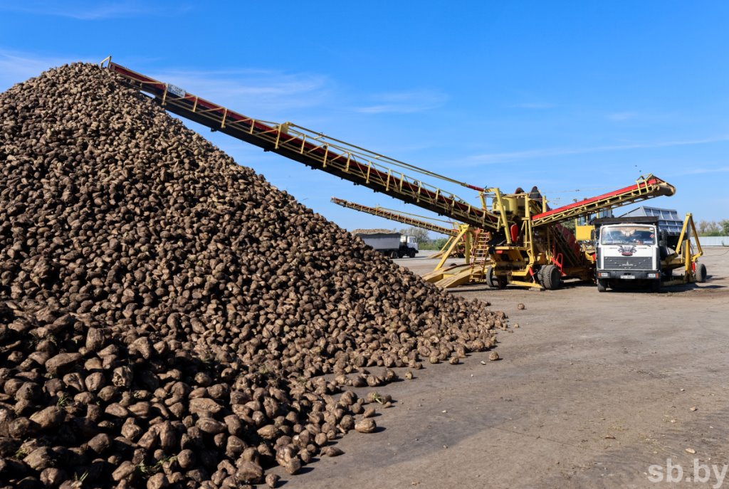 В Брестской области накопано 370 тысяч тонн сахарной свеклы
