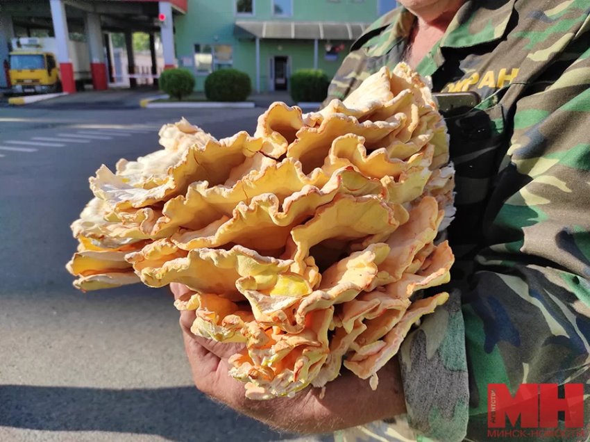 Белорус нашел в лесу 11-килограммовый гриб