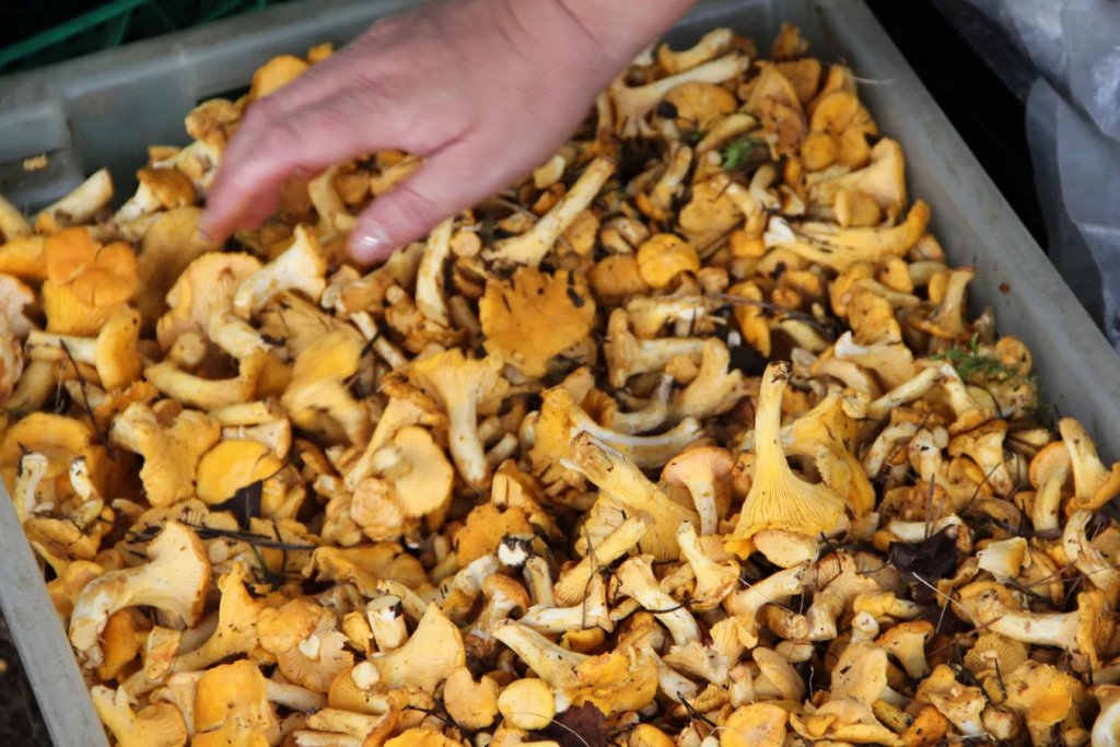 Самые грибные места Беларуси: где искать боровики и лисички